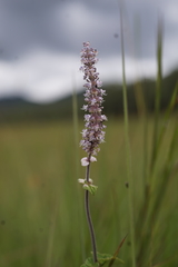 Platostoma