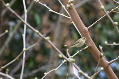 Phylloscopus collybita