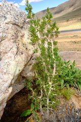 Euryops subcarnosus vulgaris