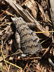 Elgaria multicarinata