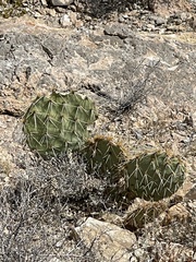 Opuntia arizonica