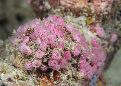 Didemnum cuculliferum