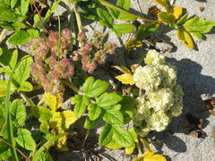 Glehnia littoralis