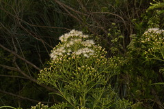 Vernonanthura tweedieana