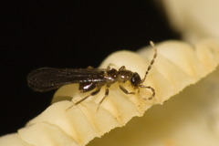 Zoraptera