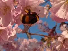 Bombus