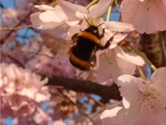 Bombus