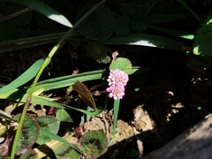 Persicaria capitata