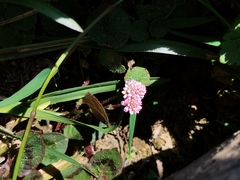 Persicaria capitata