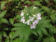 Cardamine heptaphylla