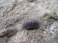 Armadillidium peraccae
