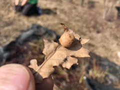 Cynips quercusfolii