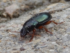 Harpalus rubripes