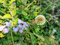 Trifolium repens