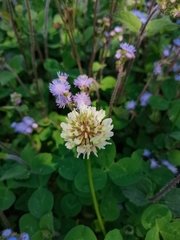 Trifolium repens