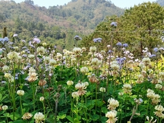 Trifolium repens