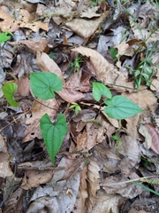 Dioscorea floridana