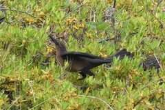 Quiscalus major