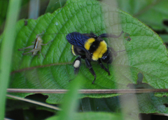 Bombus transversalis