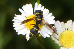 Leptochilus republicanus