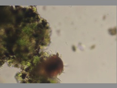 Echiniscidae
