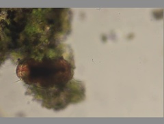 Echiniscidae