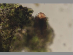 Echiniscidae
