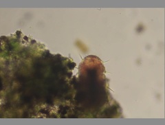 Echiniscidae