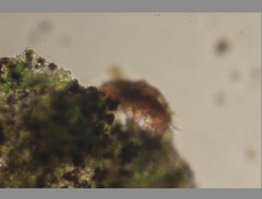 Echiniscidae