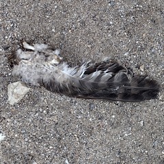 Falconiformes