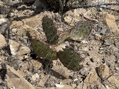 Opuntia dulcis