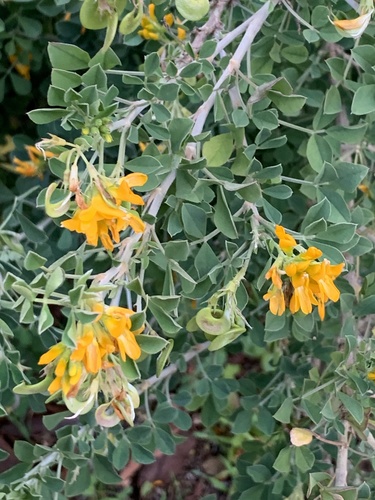 Medicago arborea image