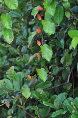Passiflora coccinea