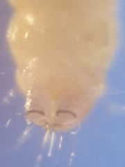 Endothenia gentianaeana