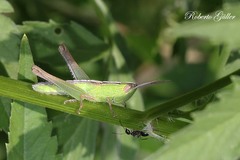 Staurorhectus longicornis