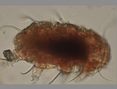 Echiniscidae