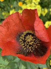 Papaver