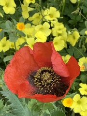 Papaver