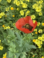 Papaver