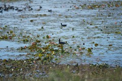 Fulica americana image