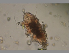 Echiniscidae