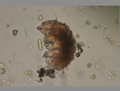 Echiniscidae