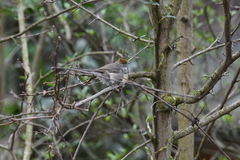Sylvia atricapilla
