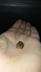 Proceratophrys concavitympanum