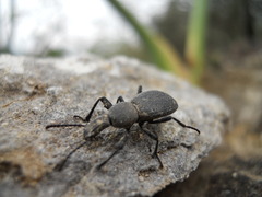 Cephalostenus orbicollis