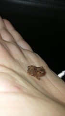 Proceratophrys concavitympanum