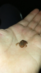 Proceratophrys concavitympanum