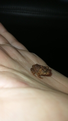 Proceratophrys concavitympanum