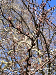 Cercis siliquastrum