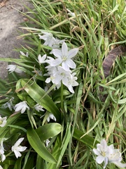 Ornithogalum nutans